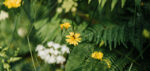 Ferns and flowers